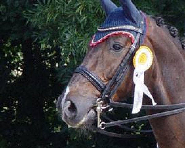 dressage horse Fürst Peter (Westphalian, 2006, from French Kiss)