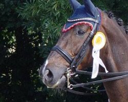 dressage horse Fürst Peter (Westphalian, 2006, from French Kiss)