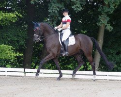 dressage horse Renaldo (Oldenburg, 2003, from Relevant)