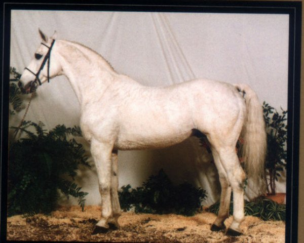 stallion Goldspring de Lauzelle (Hanoverian, 1975, from Gotthard)