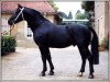 stallion Eichbaum (Heavy Warmblood, 1988, from Eichfalk II)