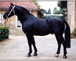 Deckhengst Eichbaum (Schweres Warmblut, 1988, von Eichfalk II)