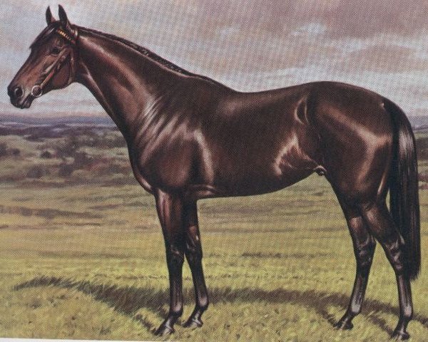 stallion Claddagh xx (Thoroughbred, 1974, from Bold Lad xx)