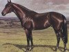 stallion Claddagh xx (Thoroughbred, 1974, from Bold Lad xx)