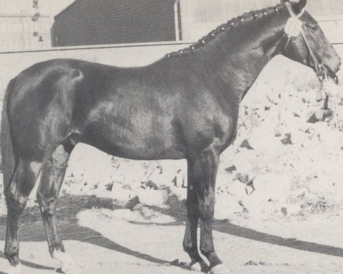stallion Römer (Westphalian, 1969, from Romulus I)