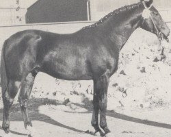 stallion Römer (Westphalian, 1969, from Romulus I)