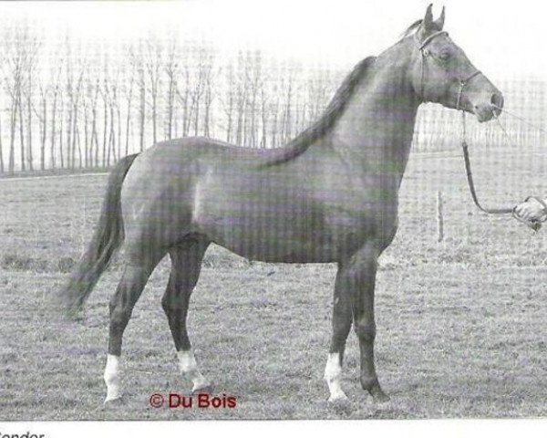 stallion Condor ox (Arabian thoroughbred, 1979, from Rondeels Jof ox)