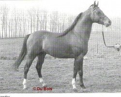 Deckhengst Condor ox (Vollblutaraber, 1979, von Rondeels Jof ox)