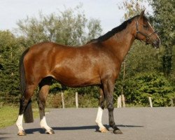 Zuchtstute Camyrah du Bois (Nederlands Rijpaarden en Pony, 1993, von Condor ox)