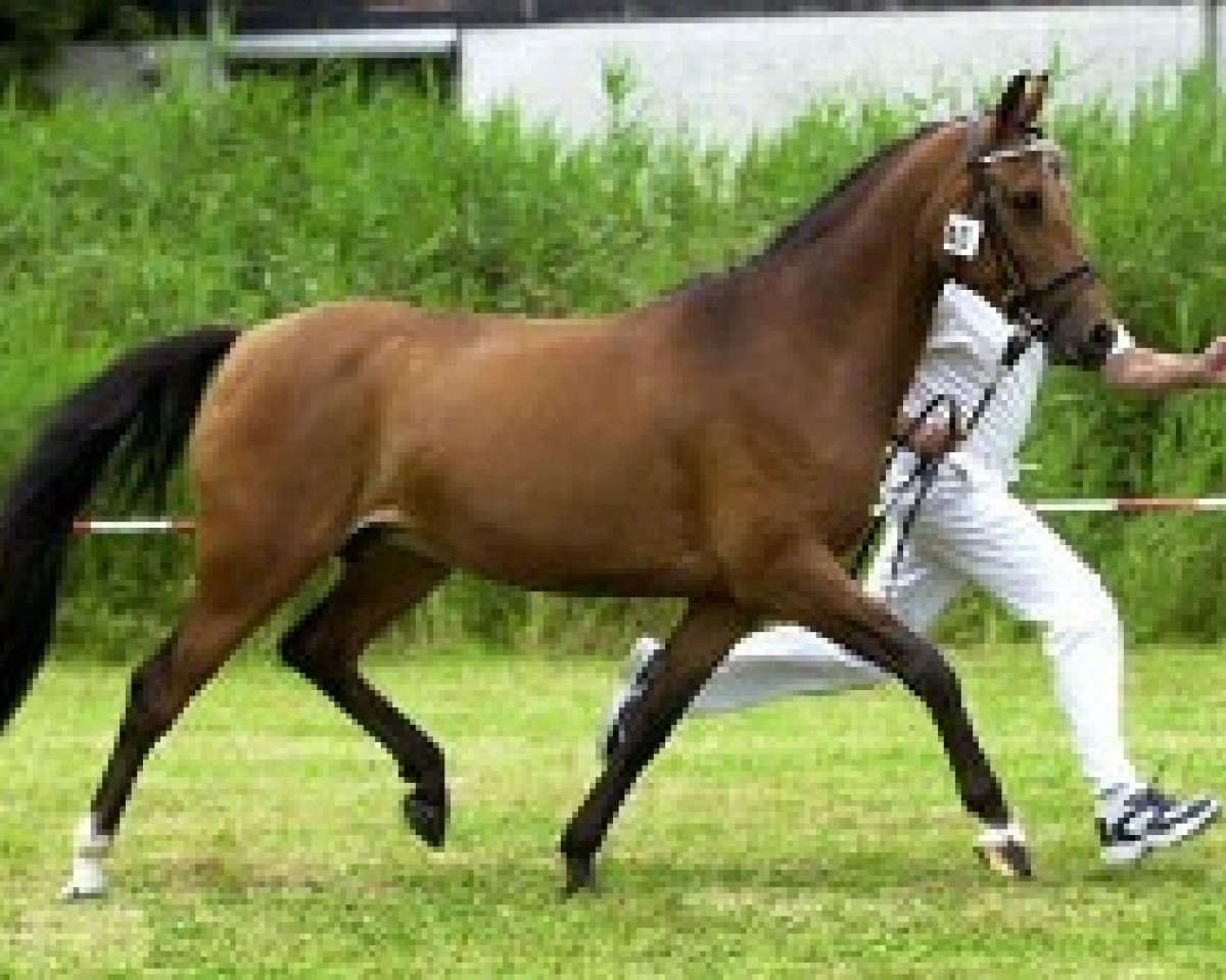 broodmare Camilla du Bois (Nederlands Rijpaarden en Pony, 1995, from Eduard)