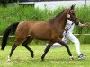 broodmare Camilla du Bois (Nederlands Rijpaarden en Pony, 1995, from Eduard)