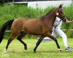 Zuchtstute Camilla du Bois (Nederlands Rijpaarden en Pony, 1995, von Eduard)