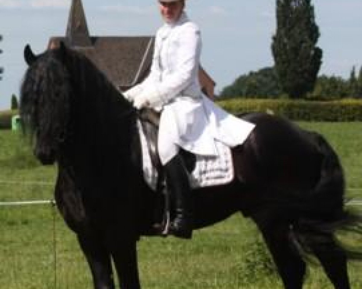stallion Targon vvon Marschhorst (Friese, 2006, from Tonke)