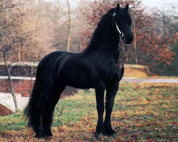 Deckhengst Karel 370 (Friese, 1995, von Nammen 308)
