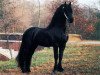 stallion Karel 370 (Friese, 1995, from Nammen 308)