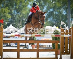 jumper Sri Lanka E (Belgian Warmblood, 2001, from Premium de Laubry)