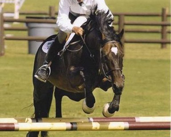 stallion Orleandro (Holsteiner, 1995, from Oglio xx)
