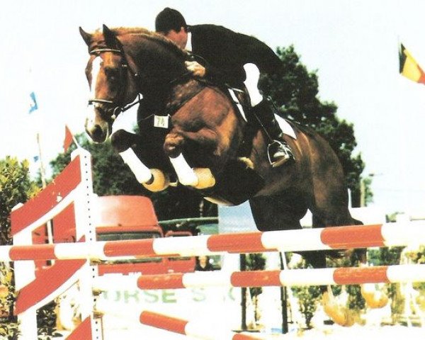 stallion Vainqueur de Cheux (Selle Français, 1987, from Grand Veneur)