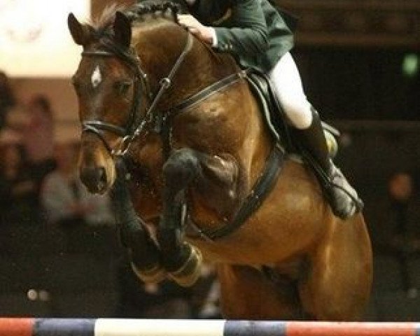 stallion Marino (KWPN (Royal Dutch Sporthorse), 1994, from Zeoliet)