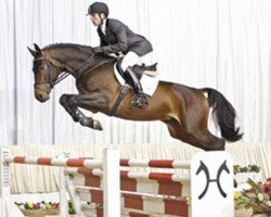 jumper Scirocco (Hanoverian, 2006, from Salito)