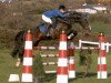 stallion Lancelot (KWPN (Royal Dutch Sporthorse), 1993, from Voltaire)