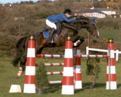 stallion Lancelot (KWPN (Royal Dutch Sporthorse), 1993, from Voltaire)