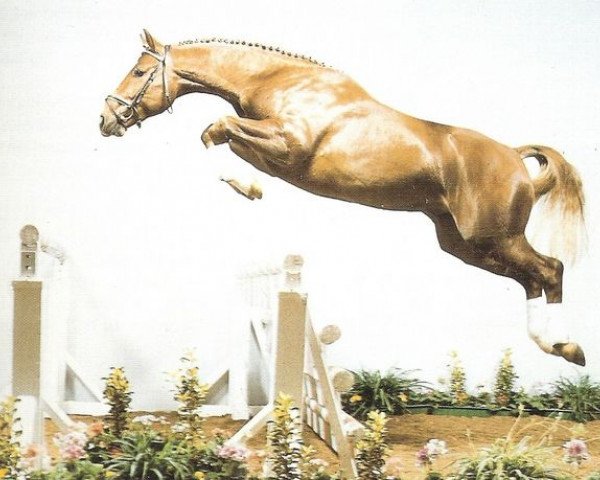 stallion Danaos (Westphalian, 1987, from Damokles)