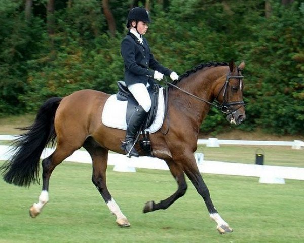 stallion Bjirmen's Wytse (Nederlands Welsh Ridepony, 1992, from Vita Nova's Hanassie)