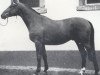 stallion Valeur (Trakehner, 1973, from Schwalbenflug)