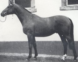 stallion Valeur (Trakehner, 1973, from Schwalbenflug)