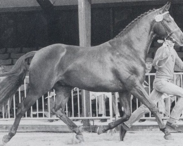 stallion Uruguay (Oldenburg, 1981, from Ultraschall)