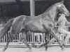 stallion Uruguay (Oldenburg, 1981, from Ultraschall)