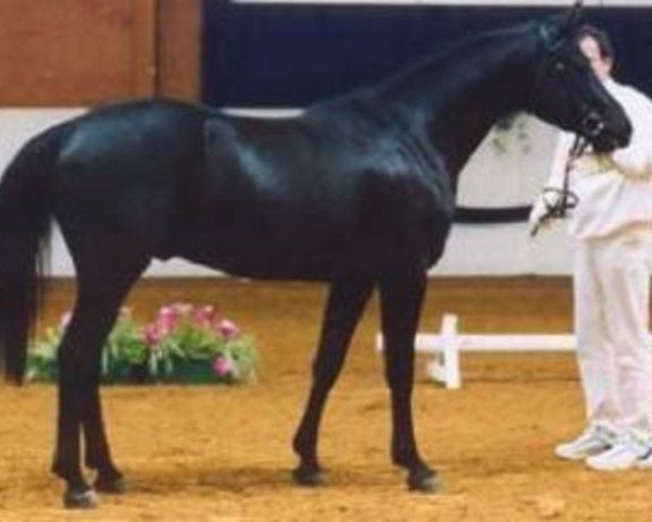 stallion Lenkoran 2001 ShA (Shagya Arabian, 2001, from Pegasus III 1993 ShA)