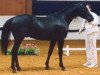 stallion Lenkoran 2001 ShA (Shagya Arabian, 2001, from Pegasus III 1993 ShA)