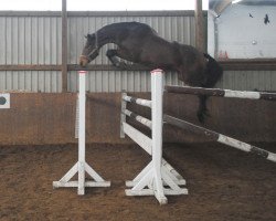 dressage horse Walhalla S (Holsteiner, 2006, from Bartlgut's Limotas)