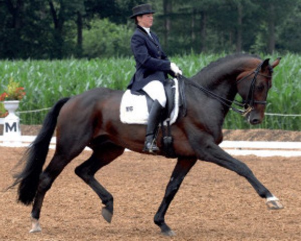 stallion Sir Tender (Oldenburg, 1999, from Sion)