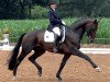 stallion Sir Tender (Oldenburg, 1999, from Sion)