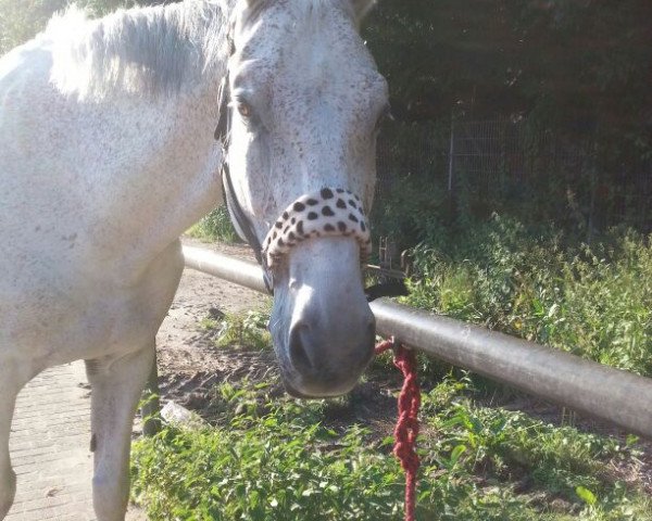 horse Unbreakable 3 (KWPN (Royal Dutch Sporthorse), 2001, from Cavalier)