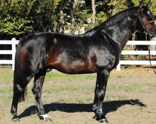 stallion Rex Grannus (Westphalian, 1991, from Rex Fritz)