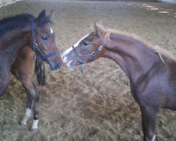 dressage horse Nightdream Z (German Riding Pony, 2013, from Fs Numero Uno)