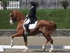 horse Winyamaro D4k (Hanoverian, 2000, from Walt Disney I)