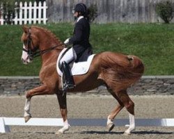 horse Winyamaro D4k (Hanoverian, 2000, from Walt Disney I)