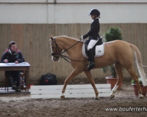 dressage horse Miss Valentina (unknown,  )