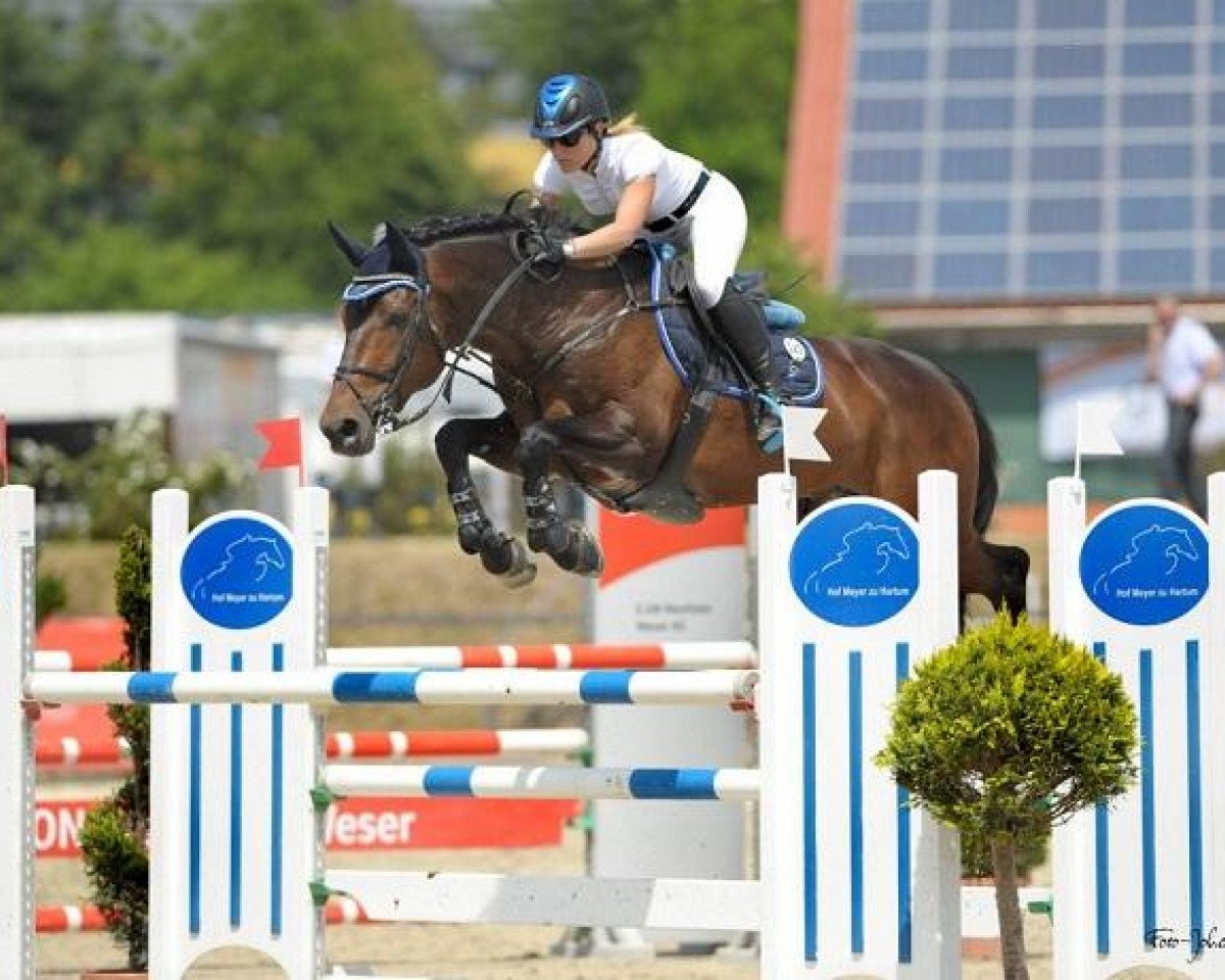 Springpferd Ballistic M2s (Irish Sport Horse, 2006, von Ekstein)