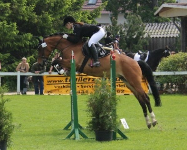 jumper Crazy 51 (KWPN (Royal Dutch Sporthorse), 2004)