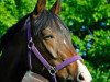 dressage horse Salina (Oldenburg, 2007, from Sancisco)