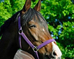 dressage horse Salina (Oldenburg, 2007, from Sancisco)