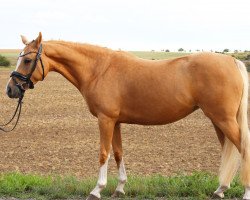 broodmare Mastro's Escadoria (German Riding Pony, 2016, from Turfhorst Nightlive)