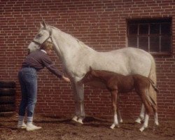 broodmare Edusa (Holsteiner, 1968, from Nautilus xx)