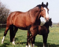 broodmare Zitah (Holsteiner, 1985, from Capriccio)